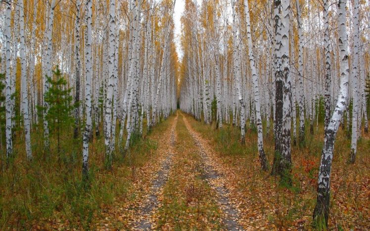 forest, Road, Foliage, Birch, Crown HD Wallpaper Desktop Background