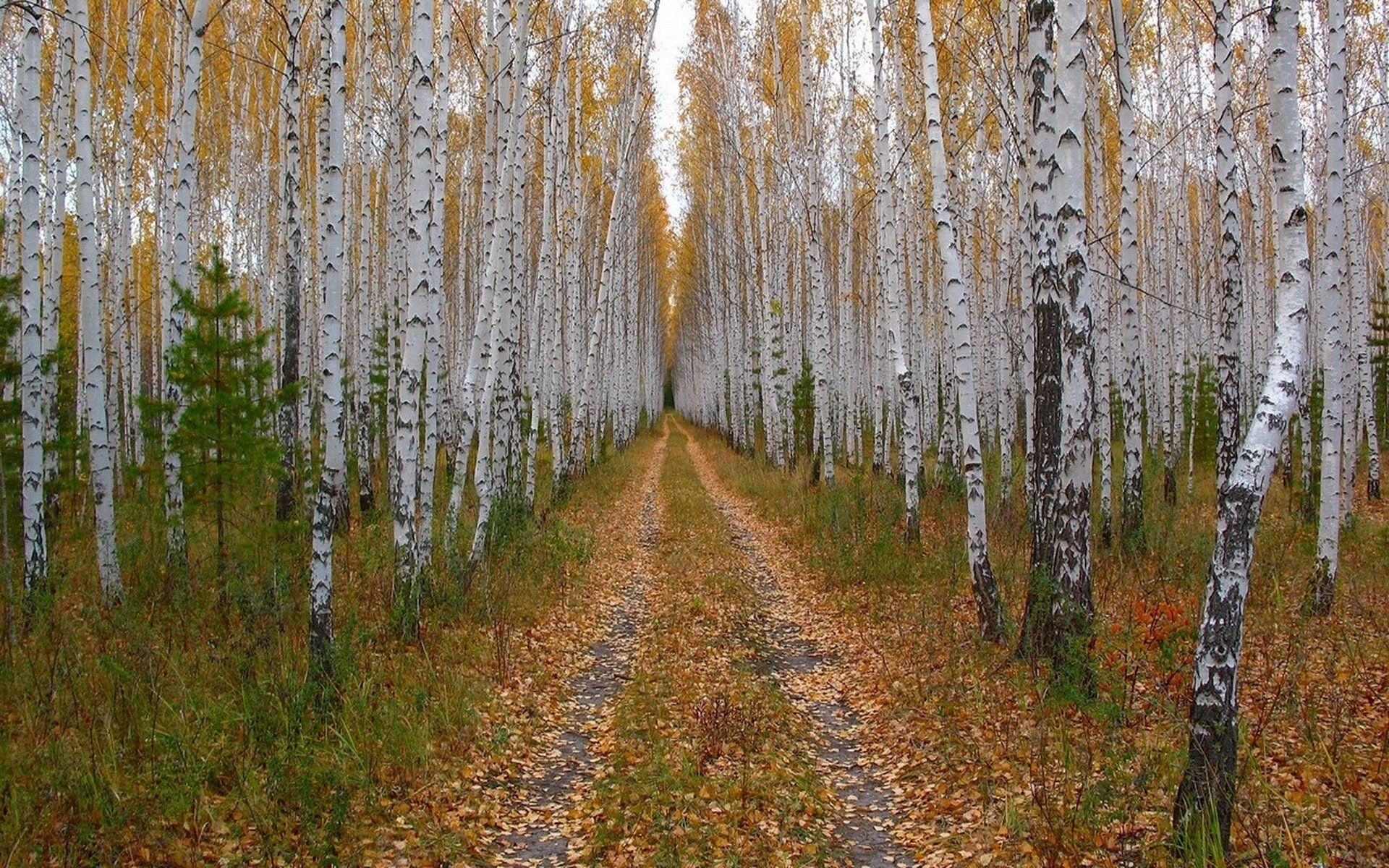 forest, Road, Foliage, Birch, Crown Wallpaper