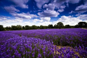 field, Flowers, Lavender, Trees, Sky, Clouds