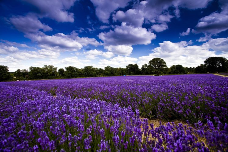 field, Flowers, Lavender, Trees, Sky, Clouds HD Wallpaper Desktop Background