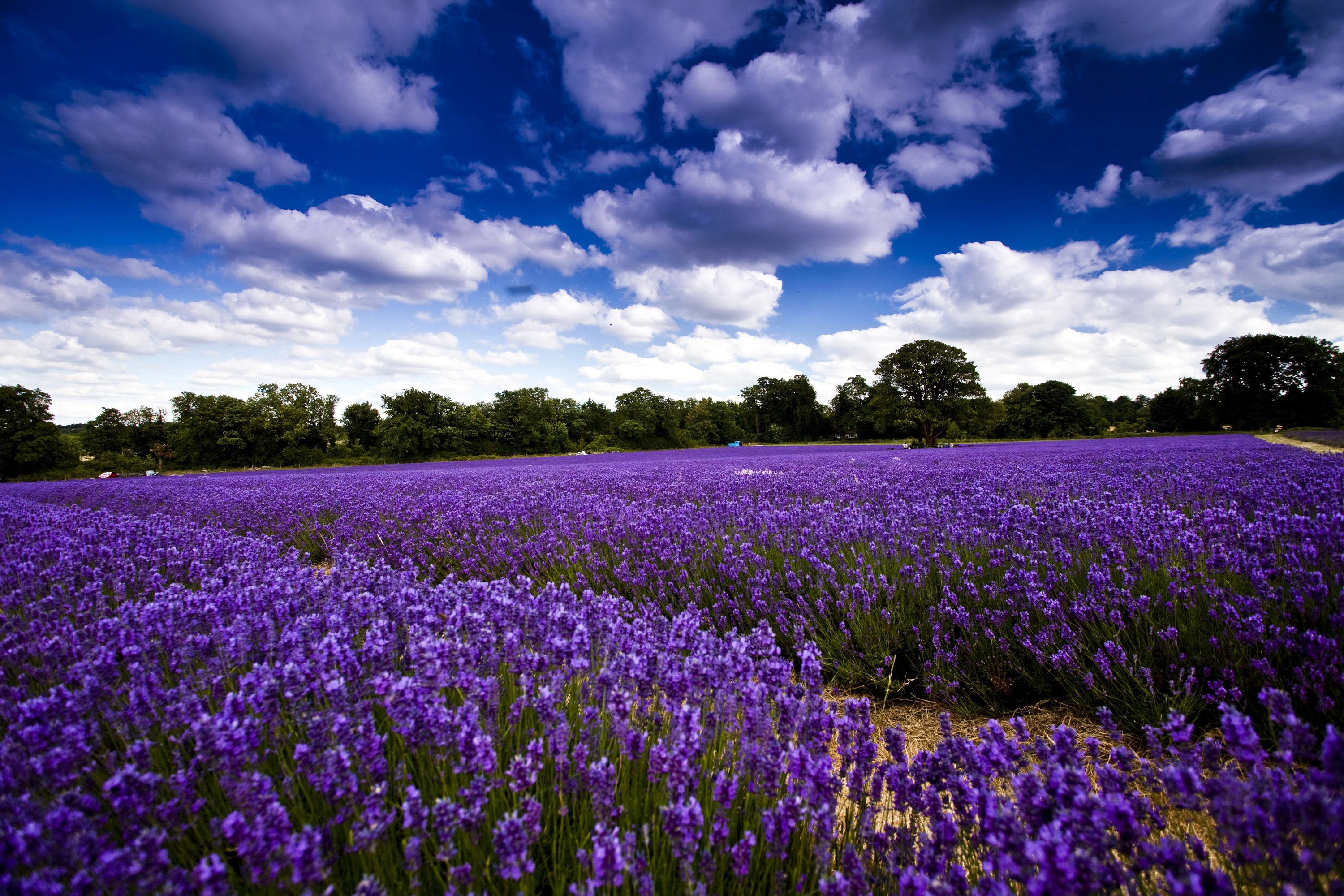 field, Flowers, Lavender, Trees, Sky, Clouds Wallpaper