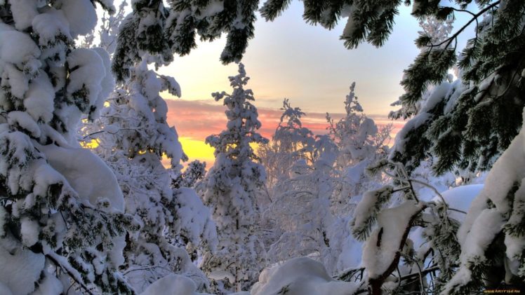 winter, Tree, Snow, Forest HD Wallpaper Desktop Background
