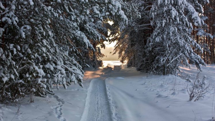 winter, Tree, Snow, Forest HD Wallpaper Desktop Background