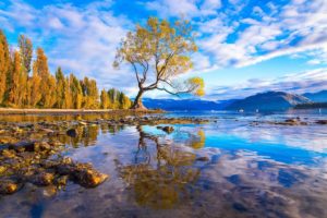 tree, Lake, Water, Reflection, Rocks, Forest, Mountains