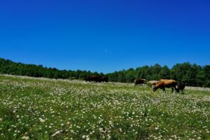 meadow, Pasture, Cow, Animals, Summer, Sky, Flowers