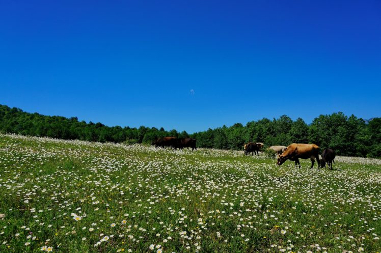 meadow, Pasture, Cow, Animals, Summer, Sky, Flowers HD Wallpaper Desktop Background