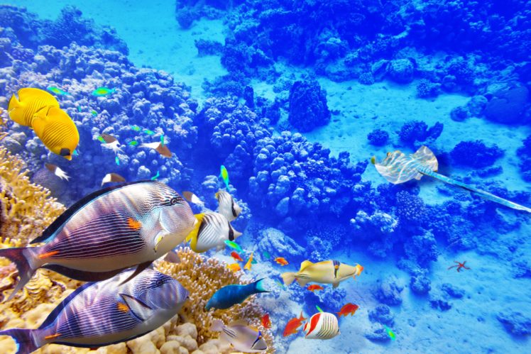 underwater, World, Ocean, Fish, Coral, Reef HD Wallpaper Desktop Background