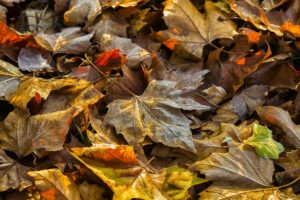 closeup, Foliage, Dry, Maple, Nature, Autumn, Leaf