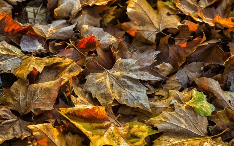 closeup, Foliage, Dry, Maple, Nature, Autumn, Leaf HD Wallpaper Desktop Background