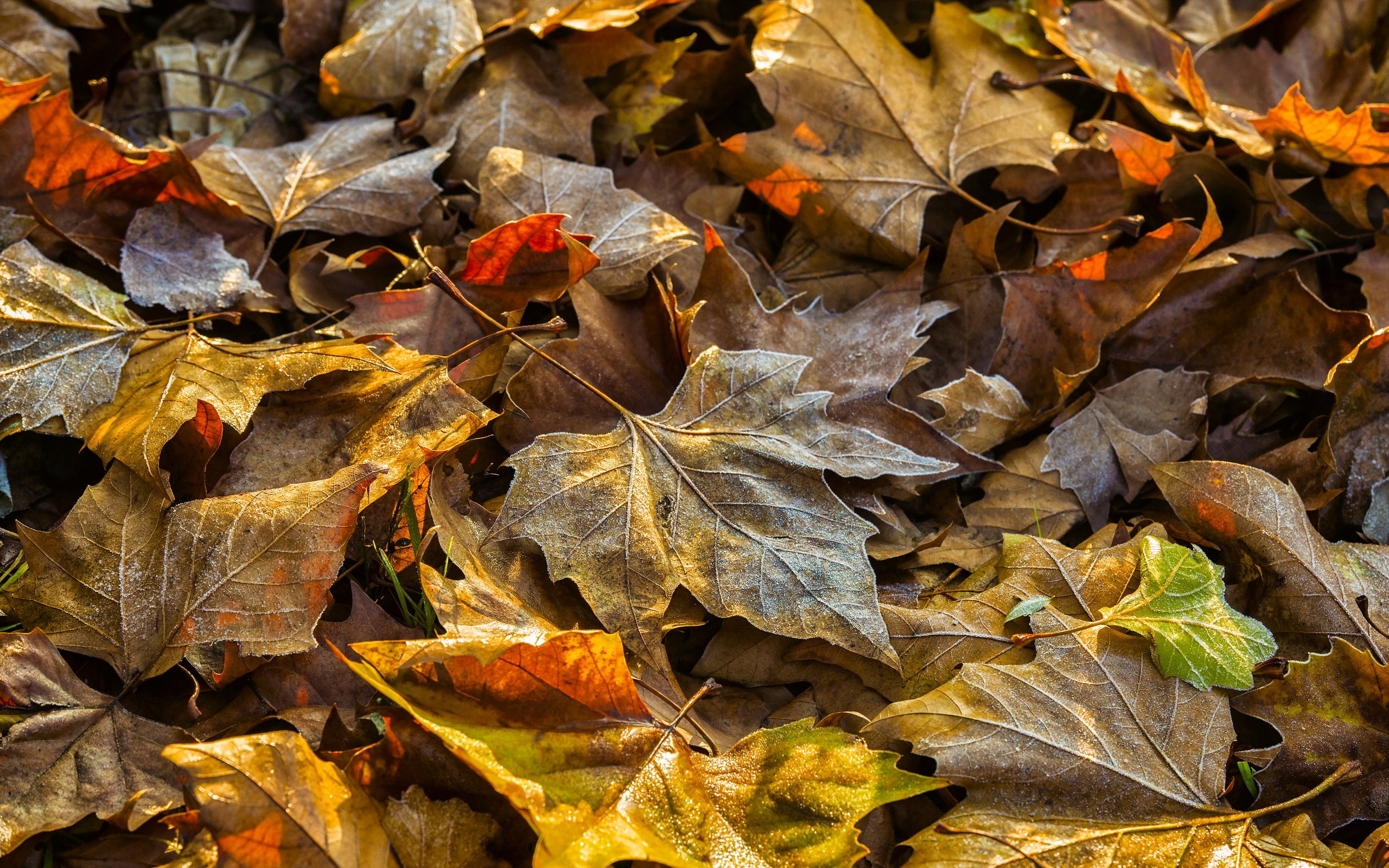 closeup, Foliage, Dry, Maple, Nature, Autumn, Leaf Wallpaper