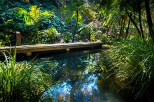 australia, Parks, Pond, Shrubs, Brisbane, Queensland, Nature