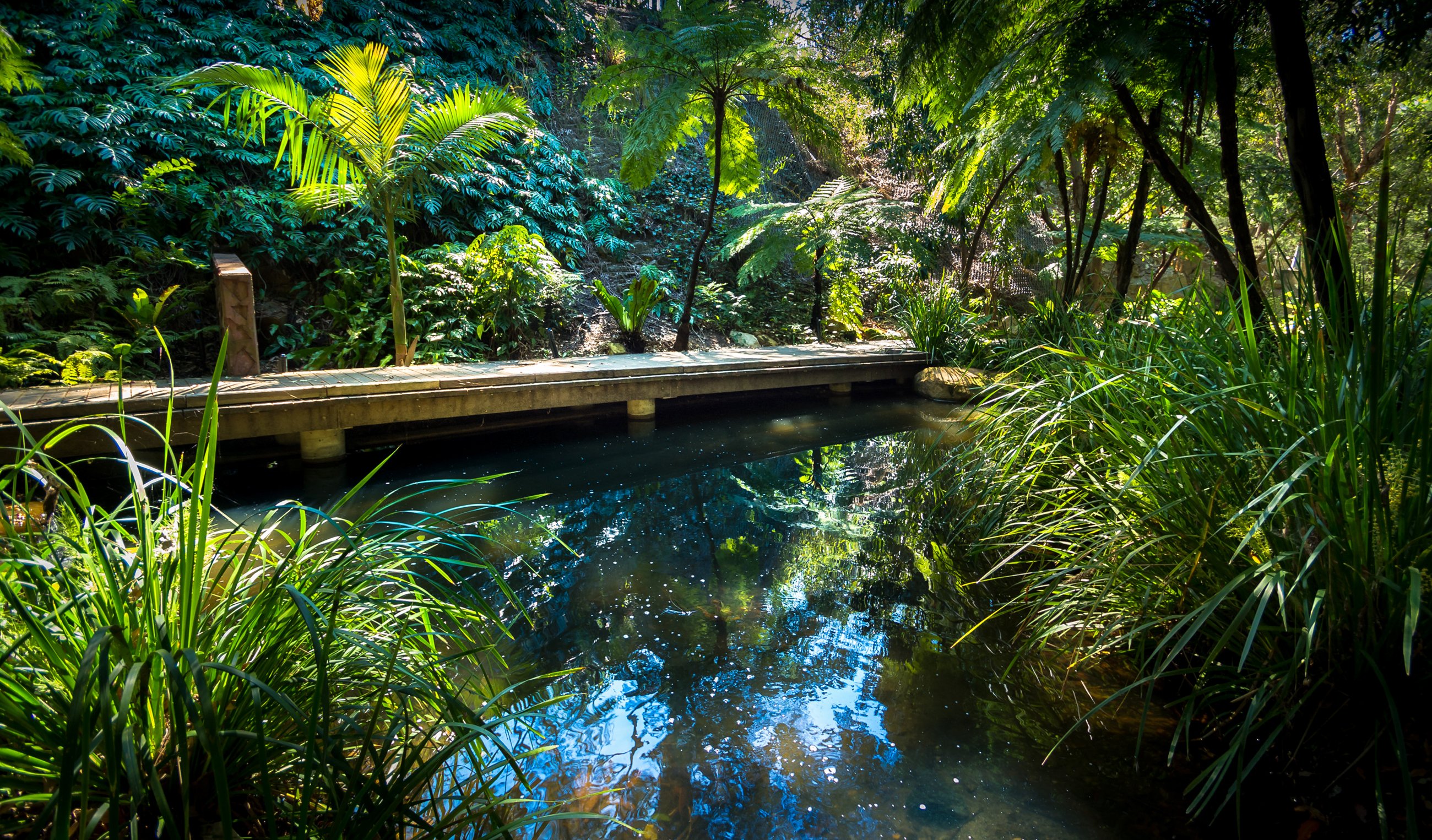 australia, Parks, Pond, Shrubs, Brisbane, Queensland, Nature Wallpaper