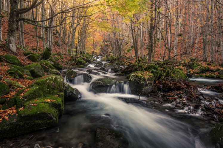 forest, Stones, Stream, Moss, Nature, River HD Wallpaper Desktop Background