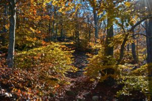 forests, Autumn, Trees, Foliage, Nature