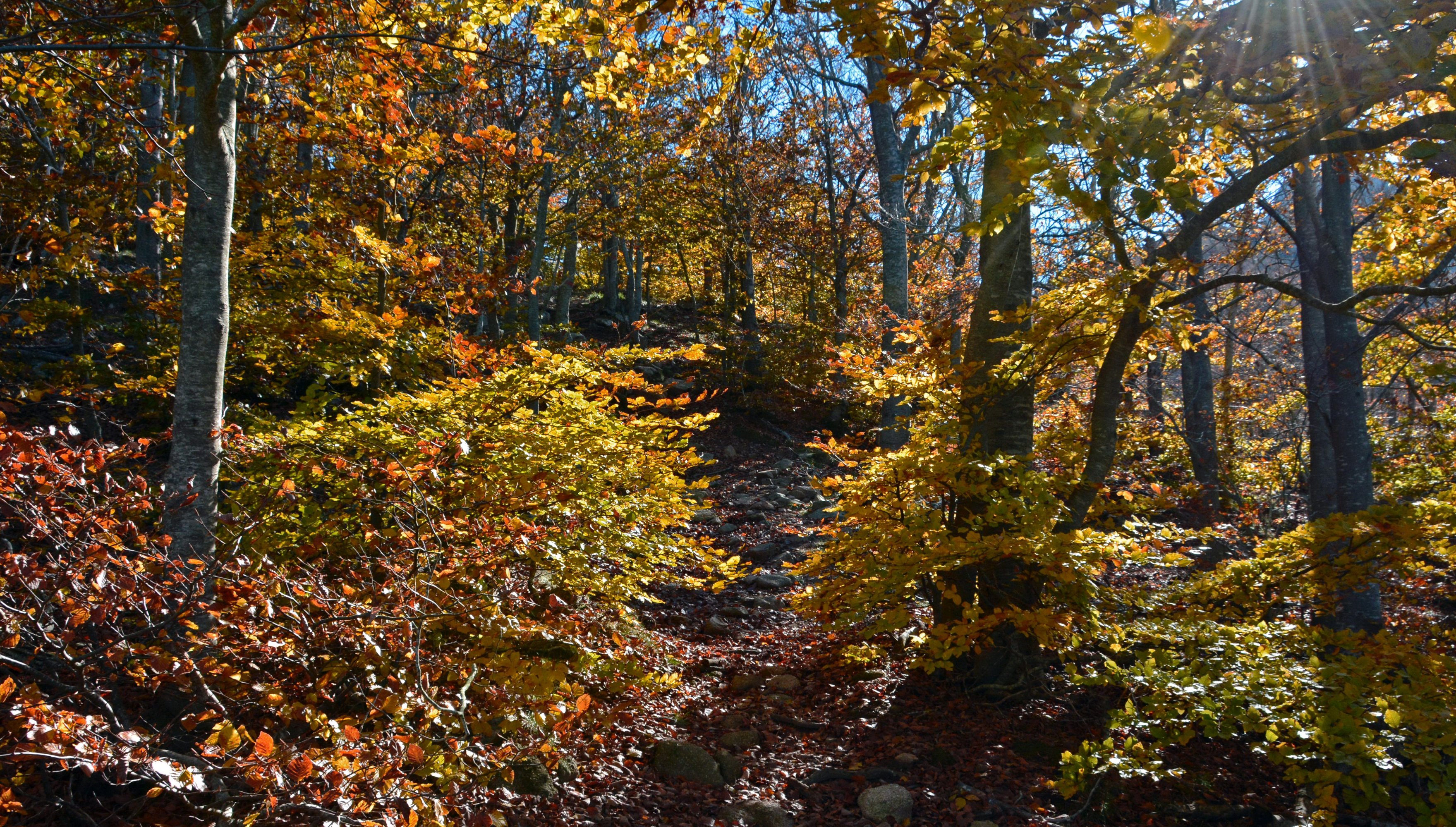 forests, Autumn, Trees, Foliage, Nature Wallpaper