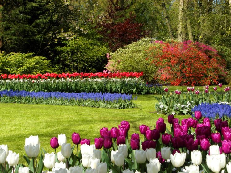 netherlands, Parks, Tulips, Lawn, Shrubs, Keukenhof, Nature HD Wallpaper Desktop Background