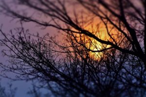 sunrises, And, Sunsets, Branches, Nature