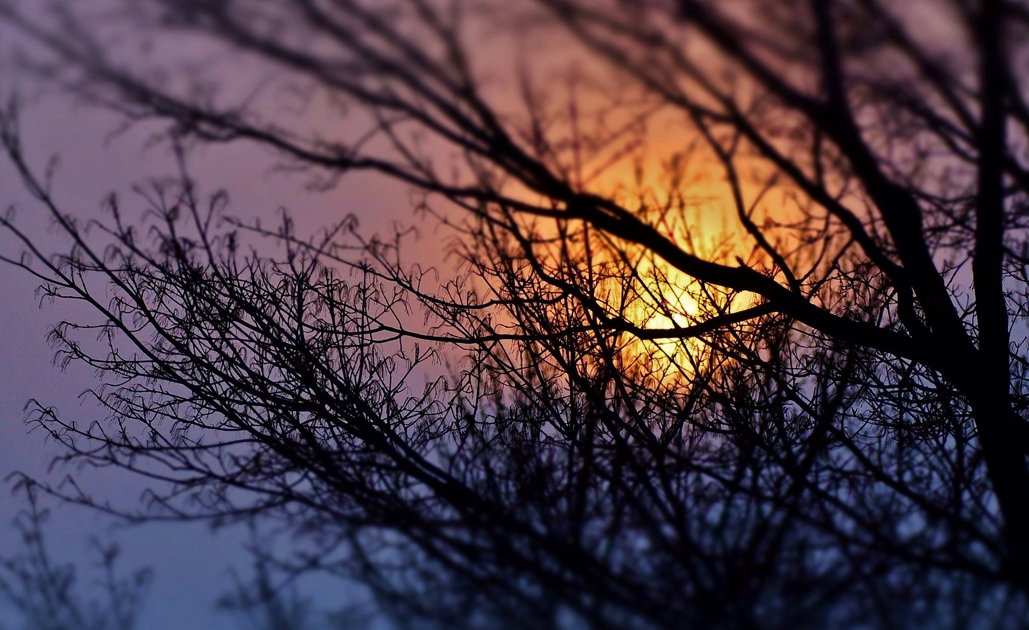 sunrises, And, Sunsets, Branches, Nature Wallpaper