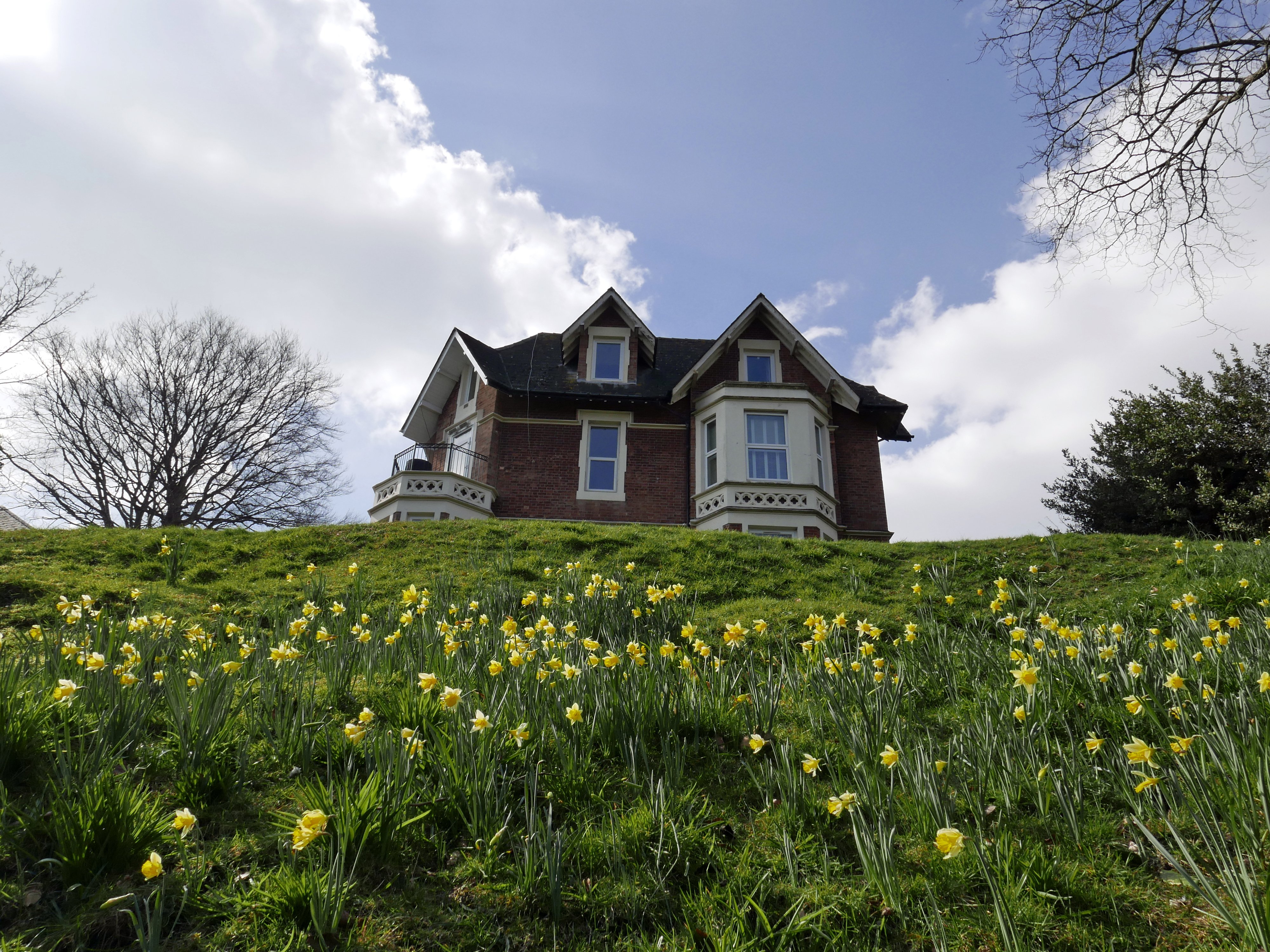 houses, Daffodils, Grass, Nature Wallpaper