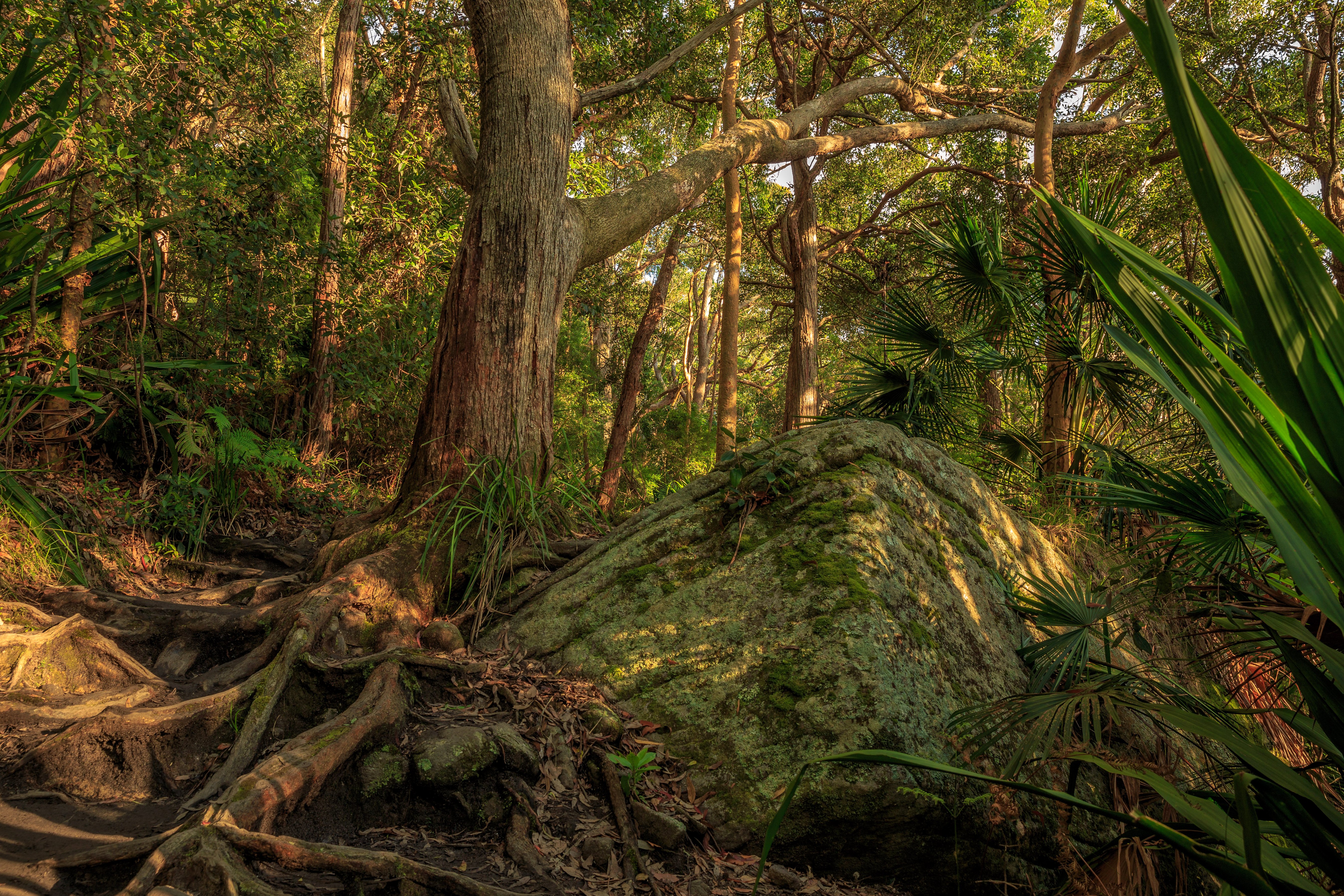 forests, Trunk, Tree, Trees, Nature Wallpaper