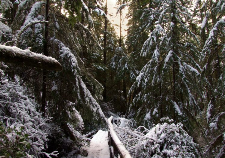 canada, Forests, Winter, Fir, Snow, Forest, Ucluelet, Nature HD Wallpaper Desktop Background
