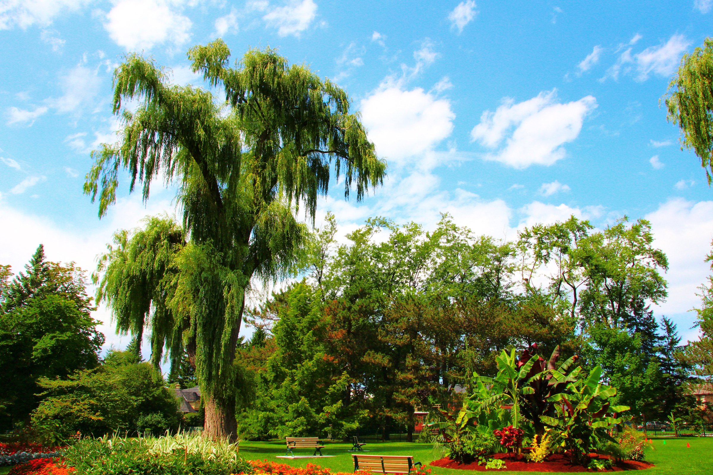 canada, Gardens, Trees, Toronto, Ontario, Botanical, Garden, Nature Wallpaper