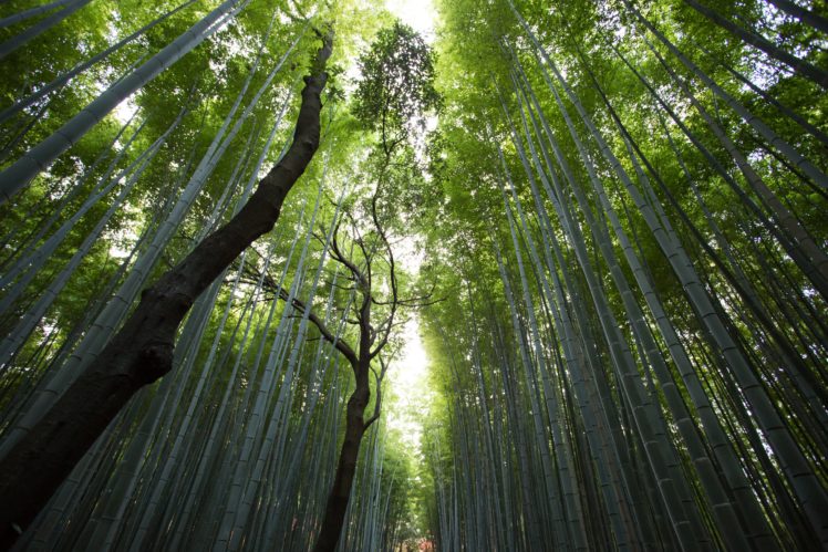 bambusoideae, Trees, Nature, Forest, Banboo HD Wallpaper Desktop Background