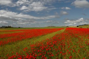 fields, Poppies, Sky, Italy, Nature