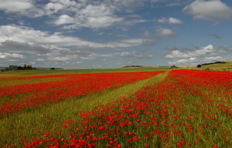 fields, Poppies, Sky, Italy, Nature HD Wallpaper Desktop Background