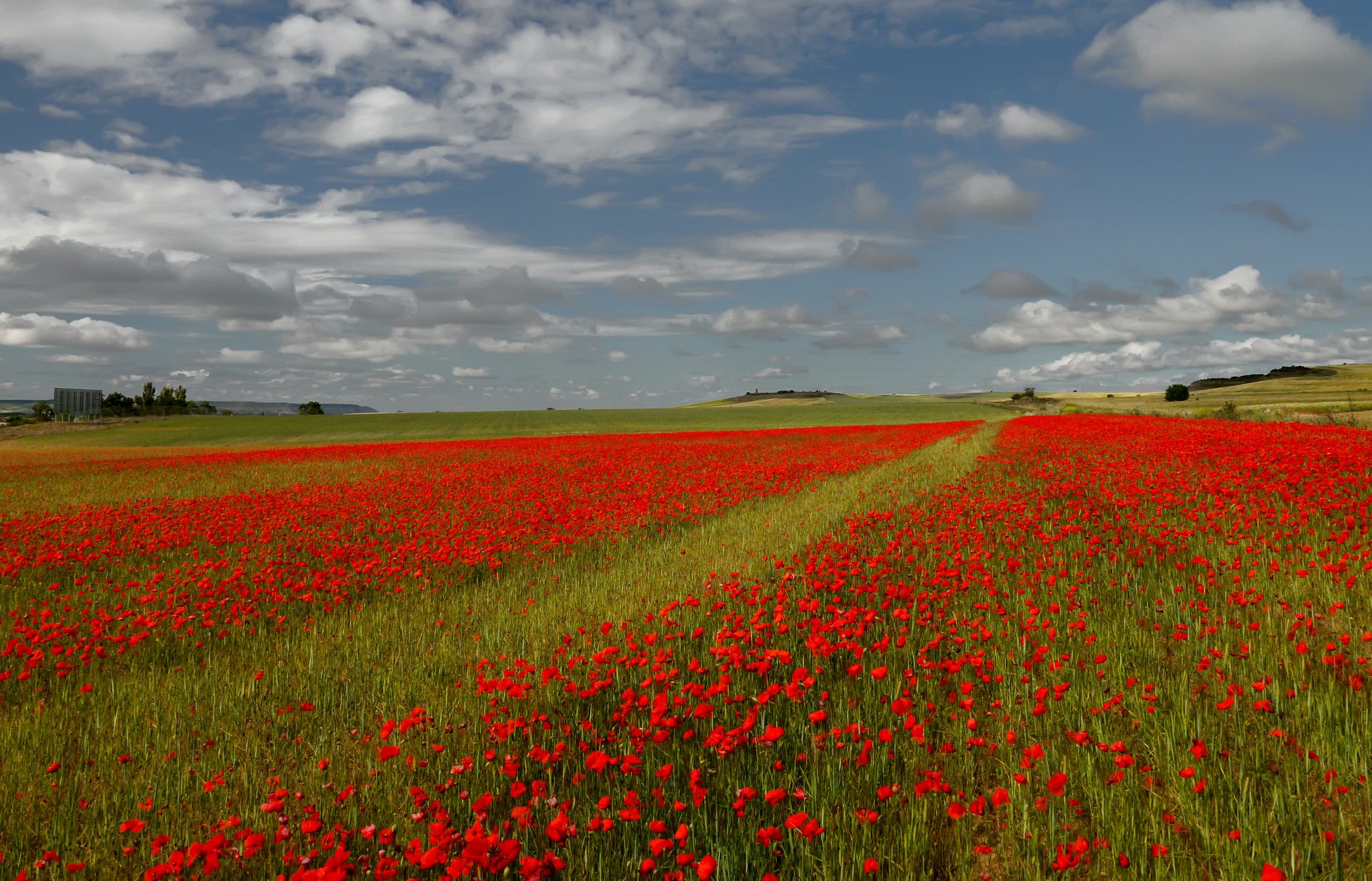 fields, Poppies, Sky, Italy, Nature Wallpaper