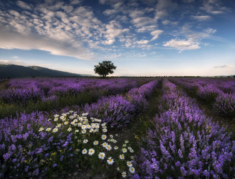 fields, Lavandula, Scenery, Sky, Camomiles, Nature, Flowers HD Wallpaper Desktop Background
