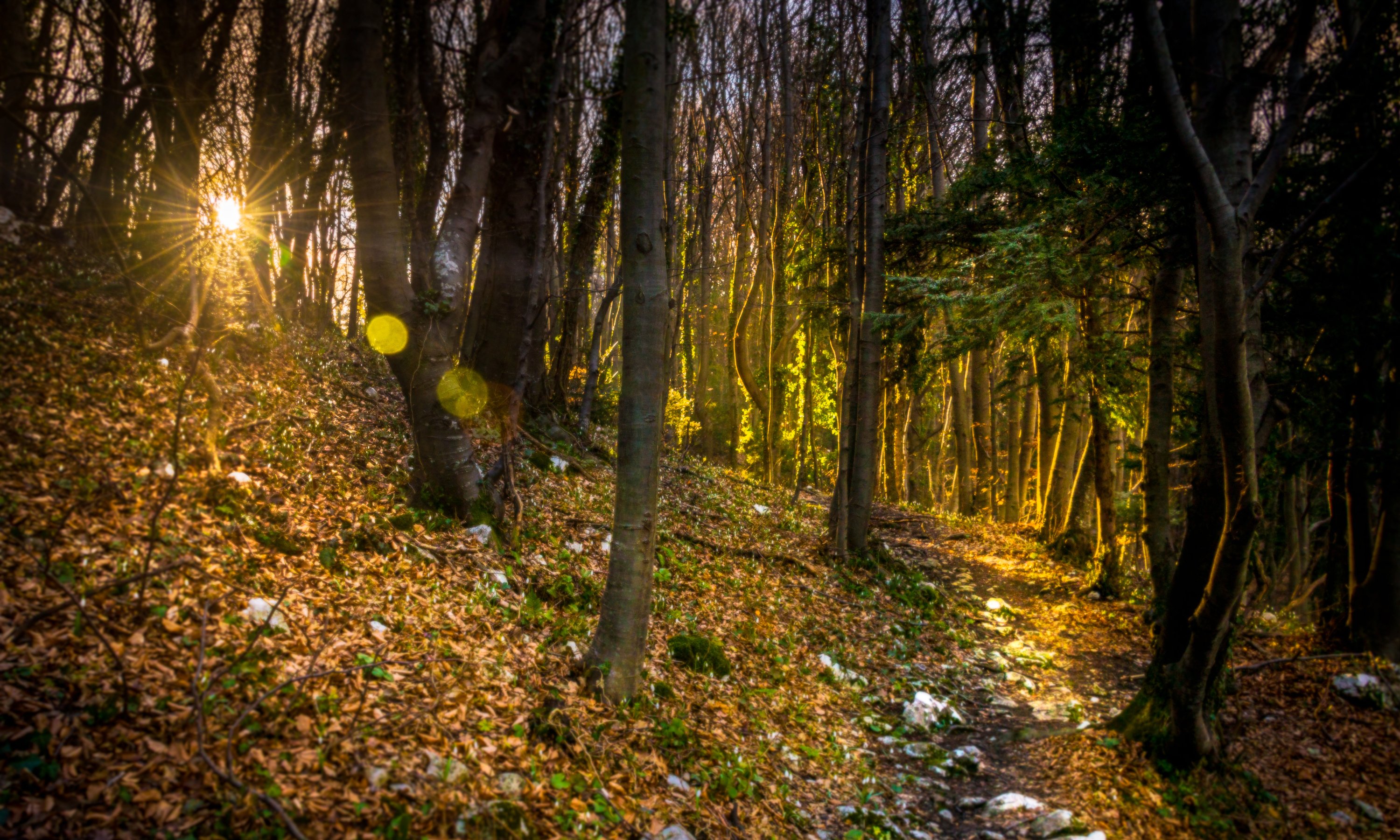 forests, Autumn, Trunk, Tree, Foliage, Rays, Of, Light, Nature Wallpaper