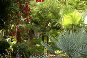 morocco, Gardens, Trees, Palma, Jardin, Majorelle, Marrakech, Nature