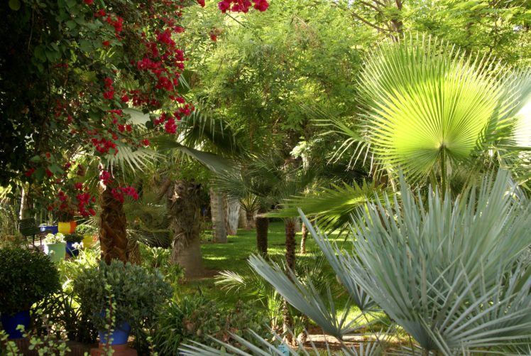 morocco, Gardens, Trees, Palma, Jardin, Majorelle, Marrakech, Nature HD Wallpaper Desktop Background