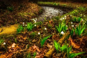 spring, Lilies, Of, The, Valley, Stream, Nature, Flowers