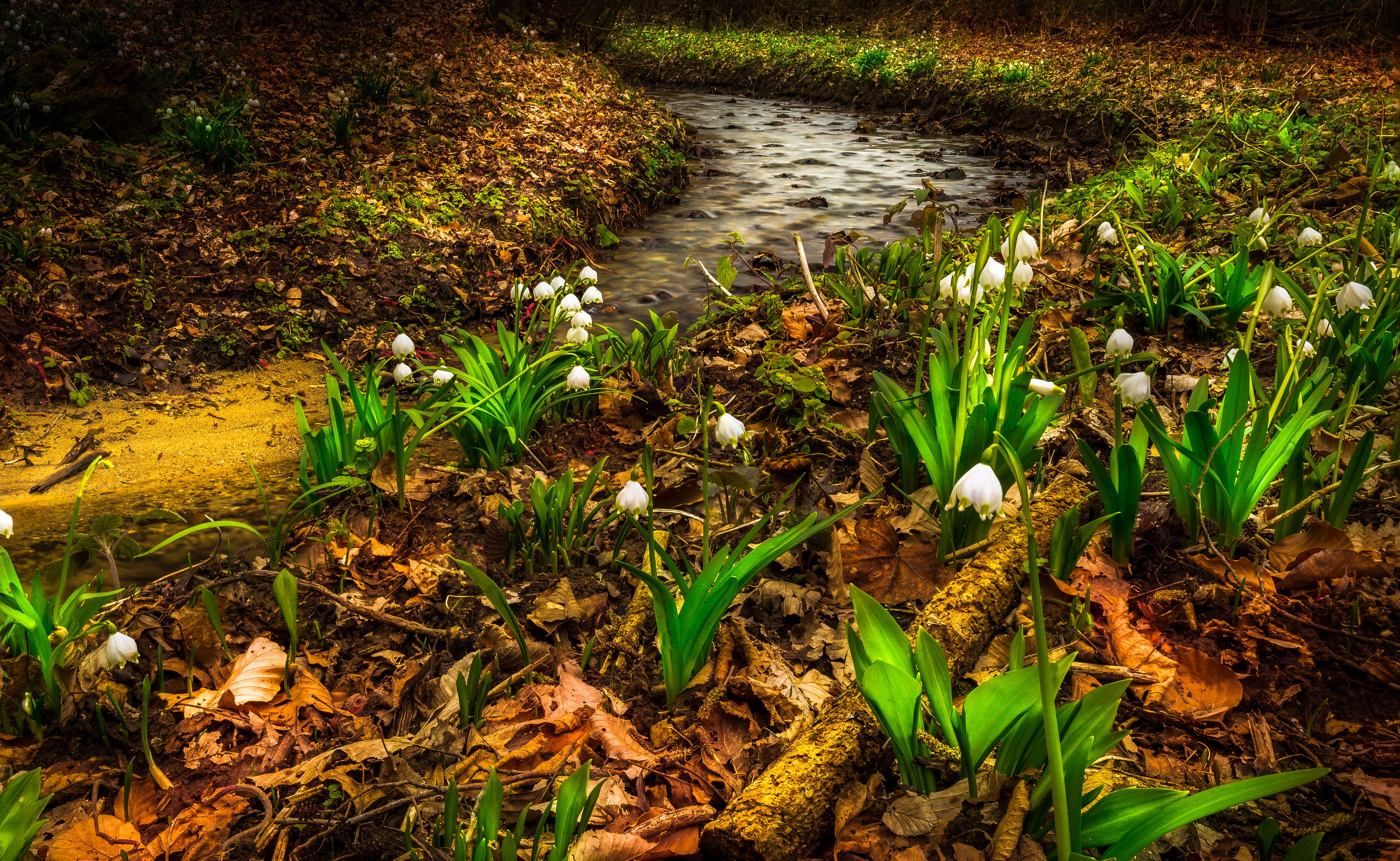 spring, Lilies, Of, The, Valley, Stream, Nature, Flowers Wallpaper