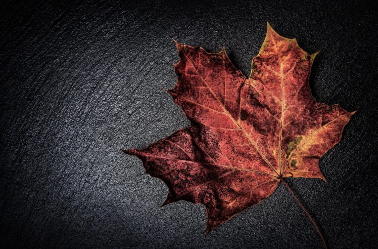 closeup, Foliage, Maple, Dry, Nature HD Wallpaper Desktop Background