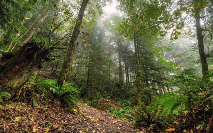 usa, Forests, Washington, Trees, Nature HD Wallpaper Desktop Background