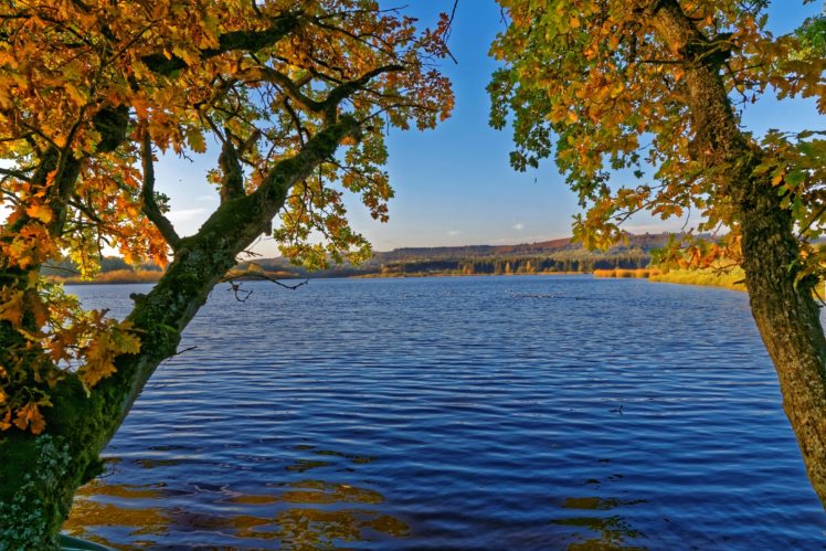 germany, Rivers, Autumn, Trunk, Tree, Moss, Ulmen, Nature HD Wallpaper Desktop Background