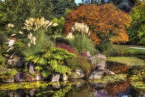 canada, Gardens, Pond, Stones, Vancouver, Trees, Shrubs, Vandusen, Botanical, Garden, Nature