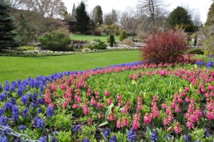 canada, Gardens, Hyacinths, Vancouver, Lawn, Queen, Elizabeth, Garden, Nature