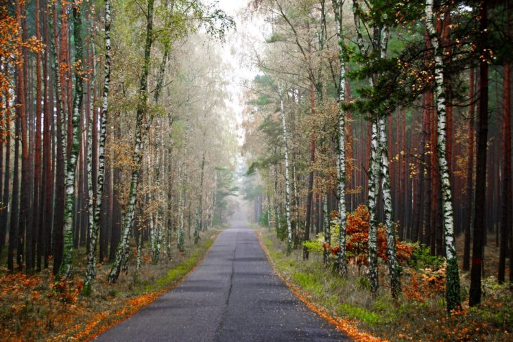 forests, Roads, Autumn, Birch, Fog, Nature HD Wallpaper Desktop Background