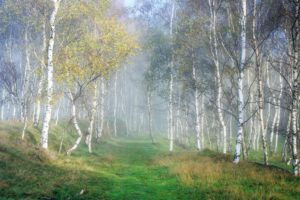 forests, Autumn, Birch, Grass, Fog, Trees, Nature