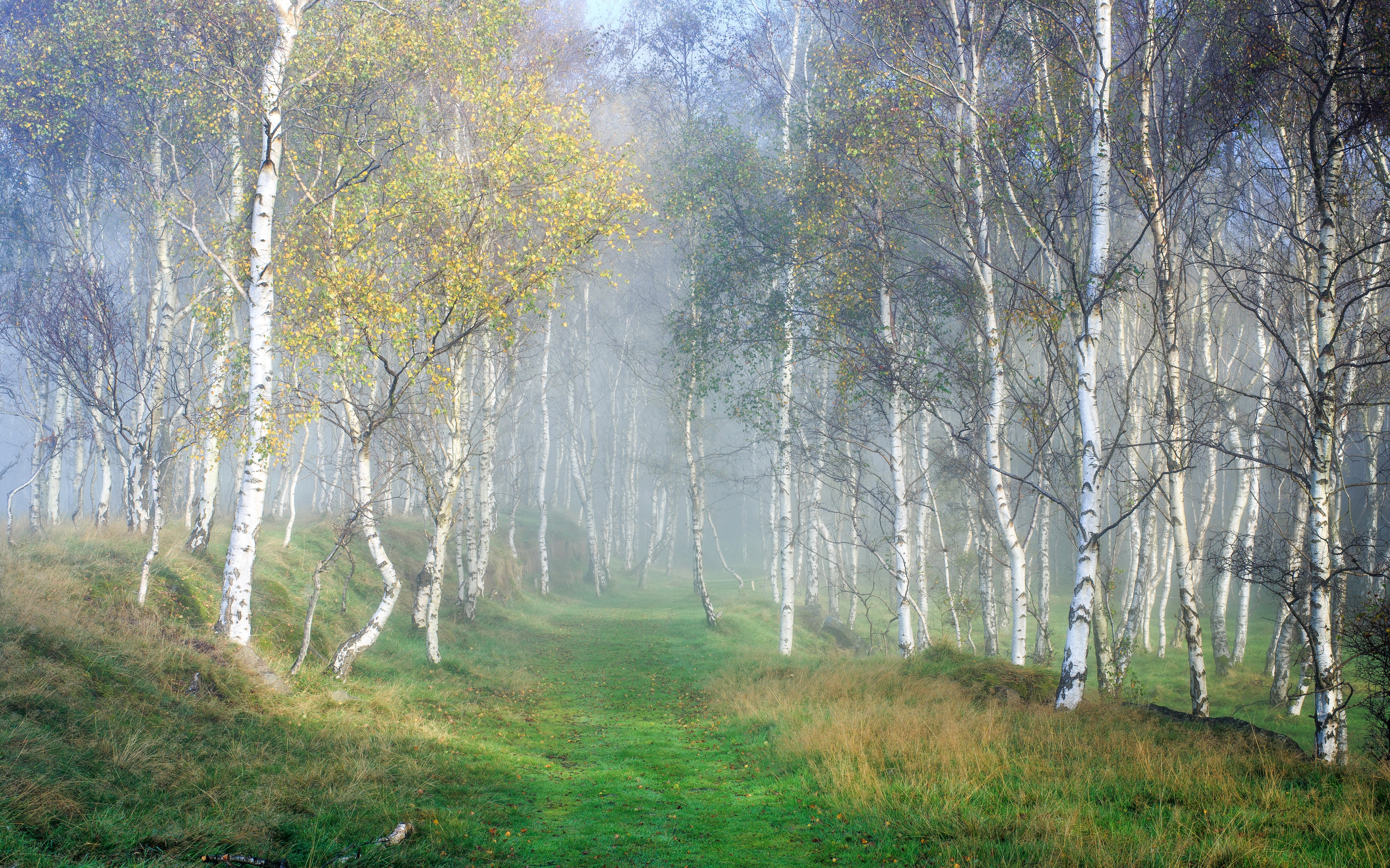 forests, Autumn, Birch, Grass, Fog, Trees, Nature Wallpaper