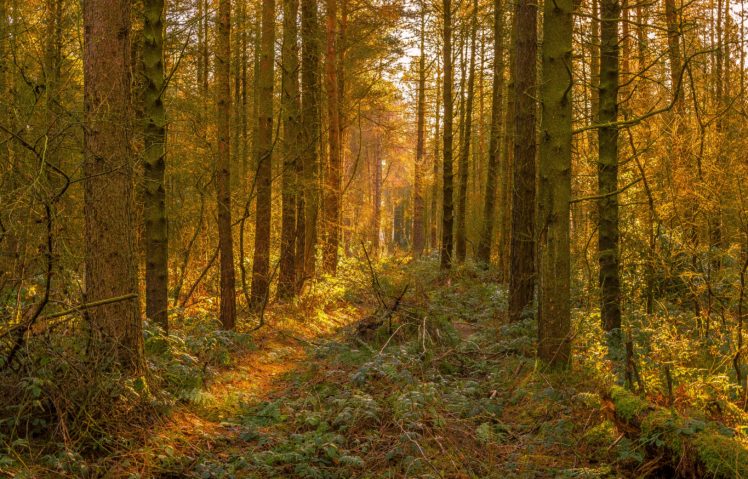 forests, Autumn, Trunk, Tree, Grass, Trees, Nature HD Wallpaper Desktop Background