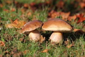 mushrooms, Grass, Nature