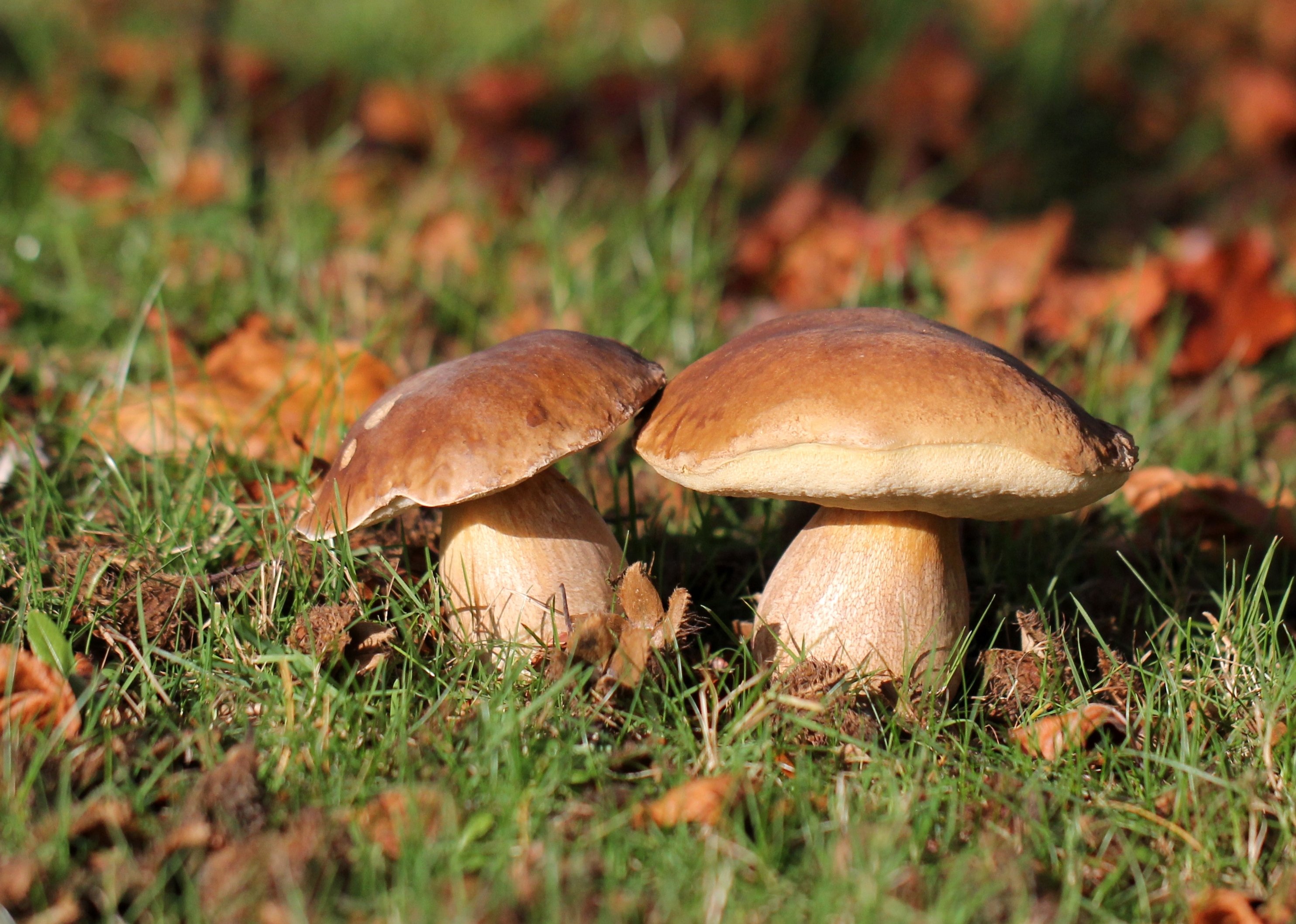 mushrooms, Grass, Nature Wallpaper