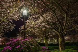parks, Flowering, Trees, Rhododendron, Night, Street, Lights, Trees, Nature
