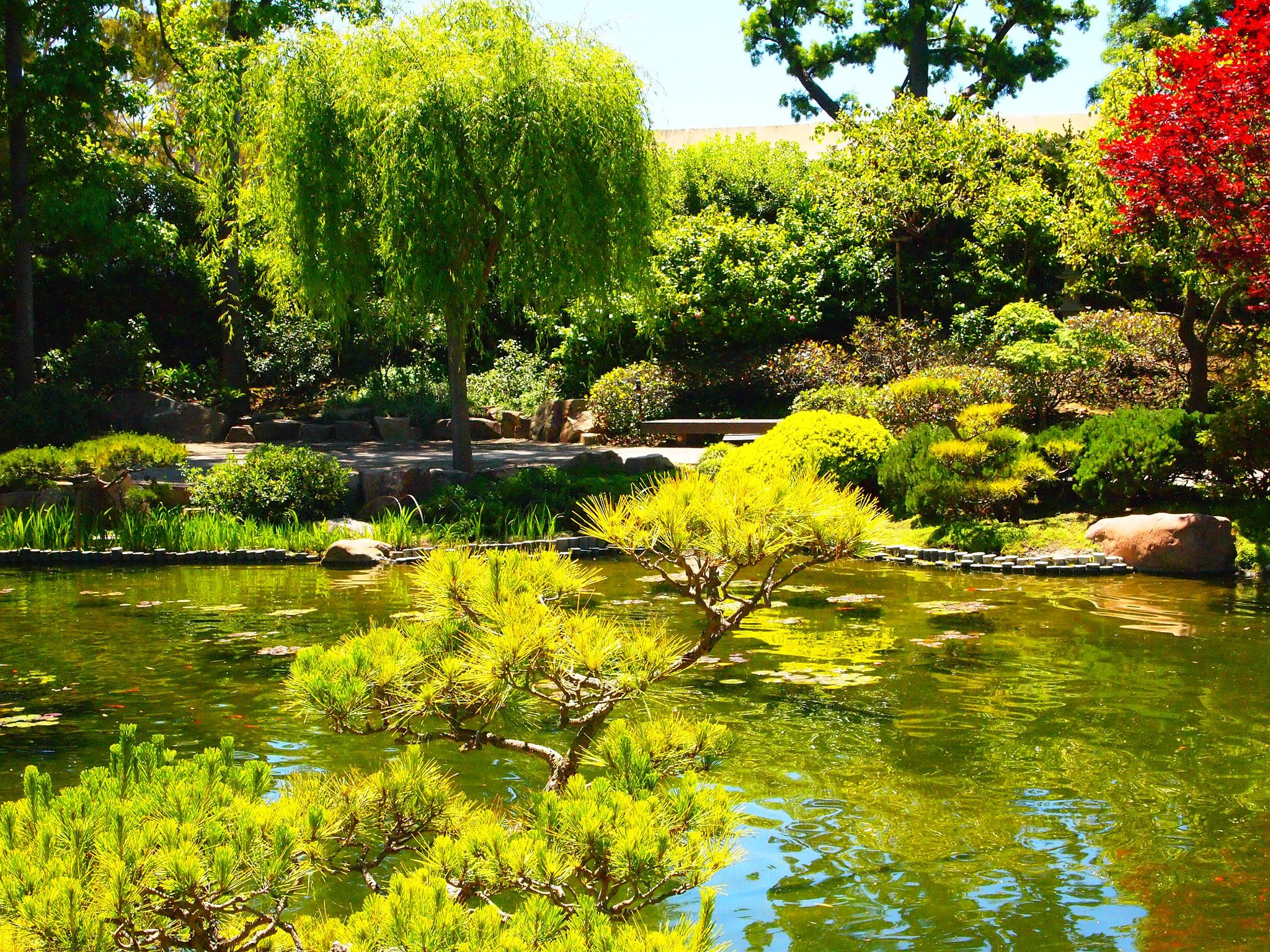 usa, Gardens, Pond, California, Trees, Shrubs, Earl, Burns, Miller, Japanese, Garden, Nature Wallpaper