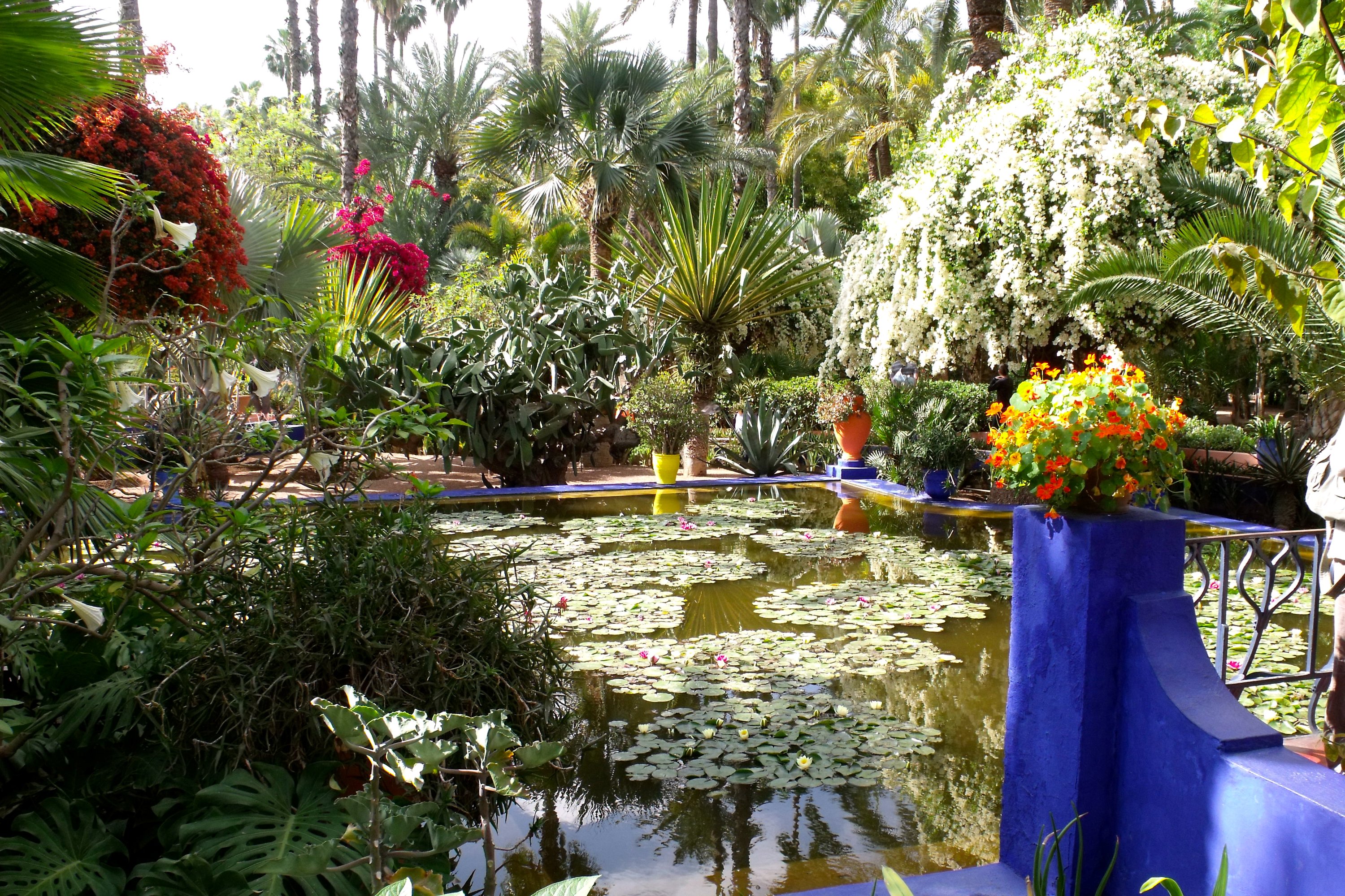 morocco, Gardens, Pools, Palma, Shrubs, Jardin, Majorelle, Marrakech, Nature Wallpaper